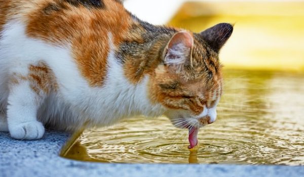 Are pet drinking fountains a good idea?