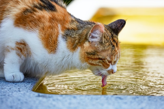 Are pet drinking fountains a good idea