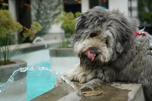 Pet drinking fountains