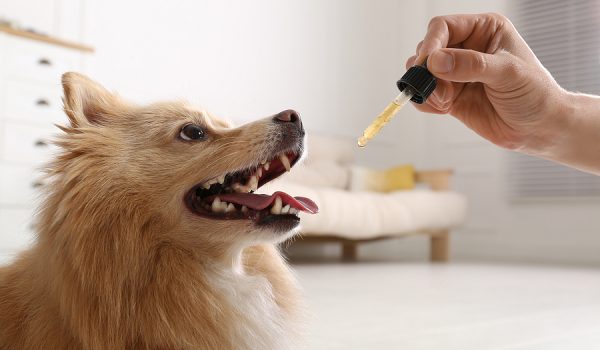 The 3 Surprising Benefits Of Hemp Oil For Dogs