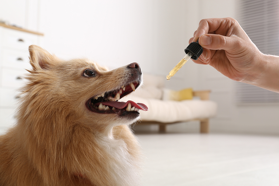 specialised hemp oil for dogs